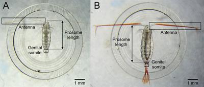 Red Pigmentation Can Be Used to Reliably Distinguish Between Live Calanus finmarchicus and Calanus glacialis Females in the Fram Strait